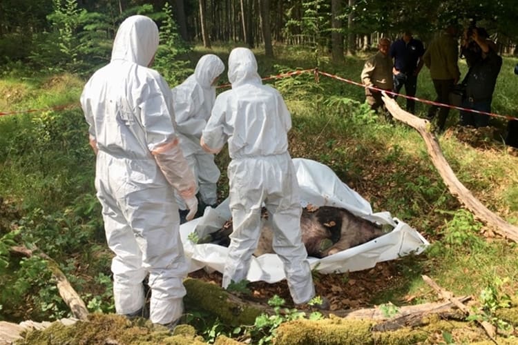 Ett tyskt svinpestteam tar hand om ett fällt vildsvin med befarad smitta.