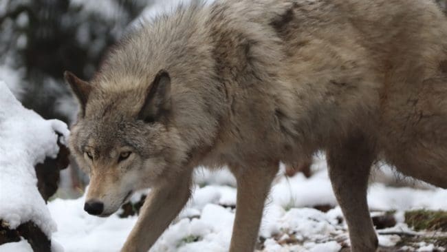 Jägarna i Wisconsin kan se fram mot förnyad vargjakt till vintern.