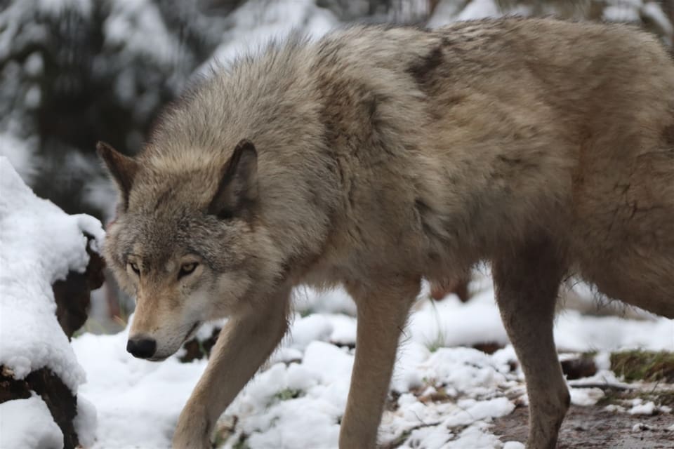 Jägarna i Wisconsin kan se fram mot förnyad vargjakt till vintern.