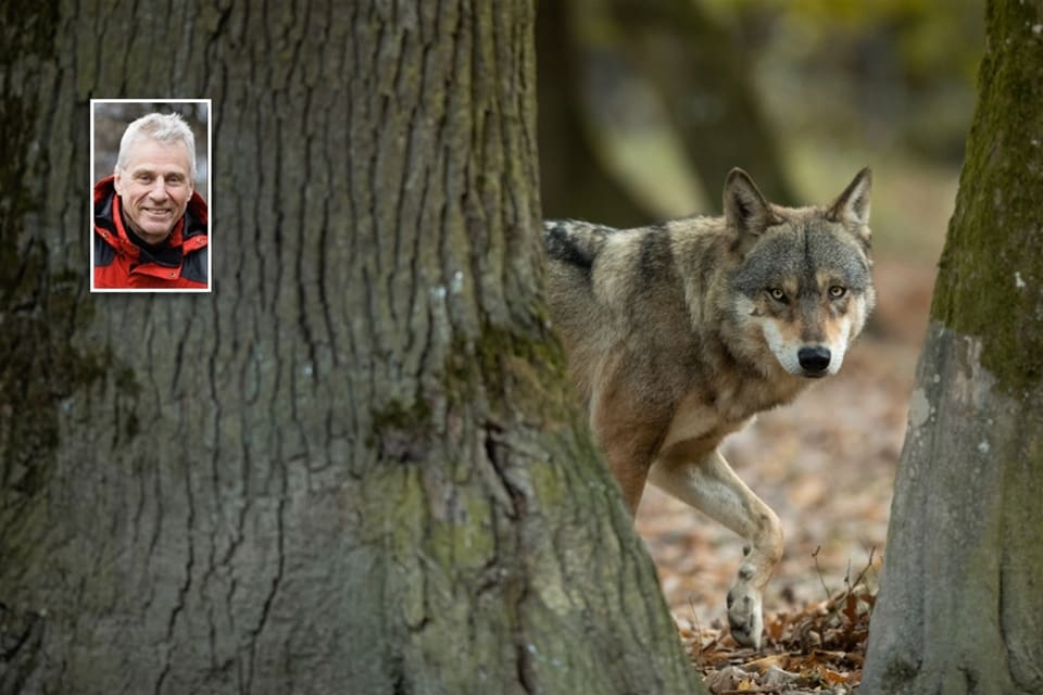 Vargexperten Olof Liberg vid SLU tror att valparna i Brängenreviret kommer att ger fler revir i södra Sverige.
