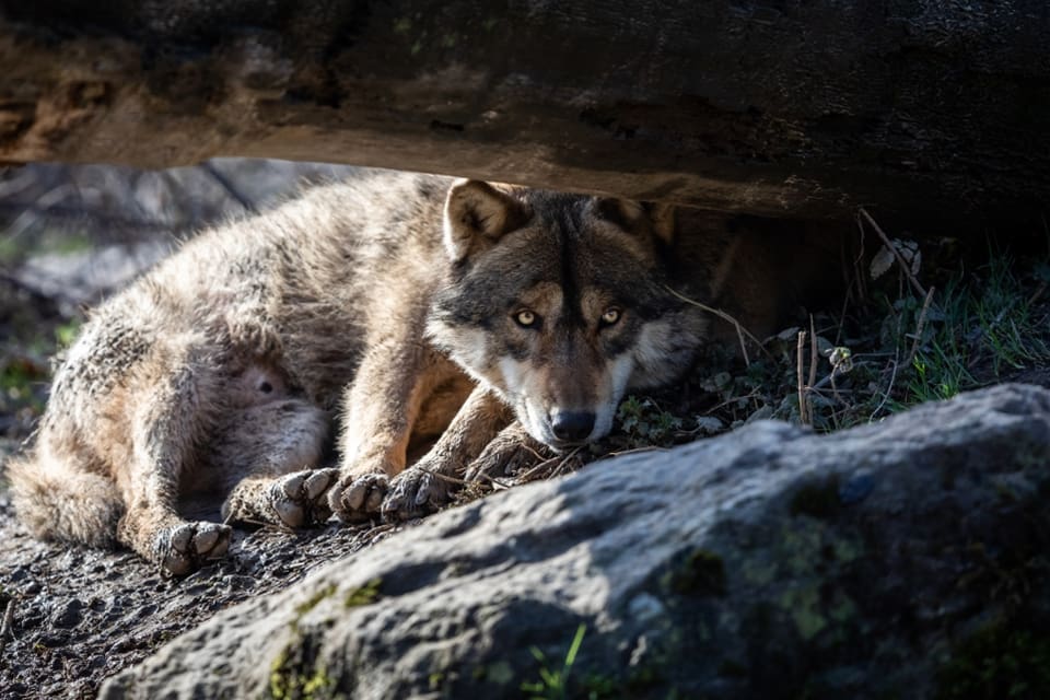 Ny forskning motbevisar föreställningen om en unik skandinavisk vargstam.