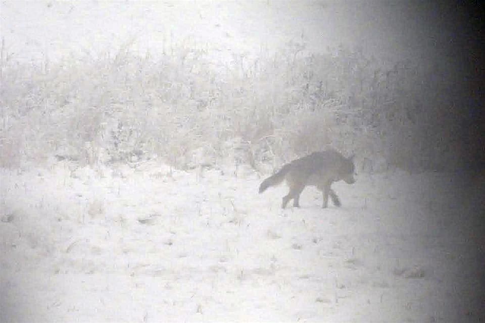 Varg eller inte? Besiktningspersonal undersöker hur det gick till när drevern dog.