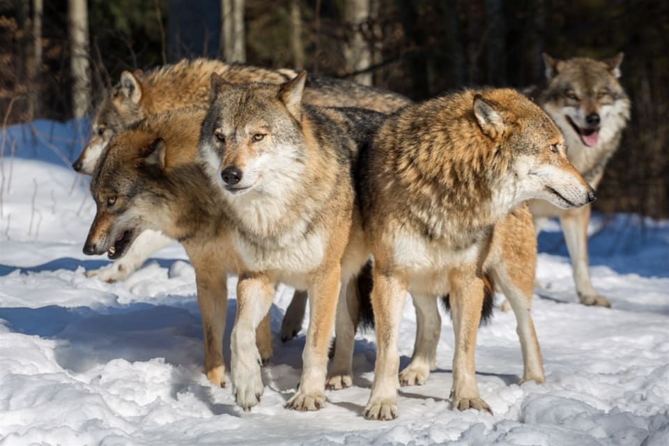 Det hade fallit snö i området och spåren visade hur upp till tre vargar följde efter hund och älg.