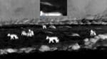 Åtta vargar syns på den nytagna filmen från reviret.