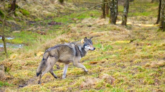 Tre får har påträffats döda och vargen misstänks för årets första rovdjursangrepp i Halland.