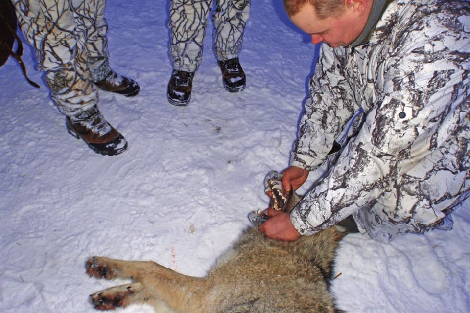 Med tidigarelagd vargjakt skulle färre hundar dö och skadas i samband med angrepp. (arkivbild)