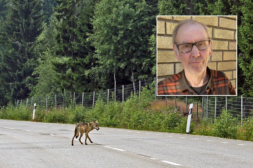 "Först vill vi nå ner till 170 vargar, sedan vill vi arbeta för att ytterligare sänka stammen", säger Henrik Tågmark.