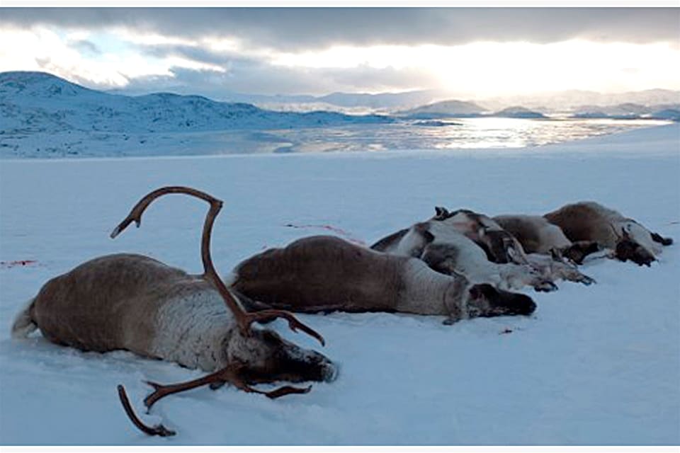 Renarna på Hardangervidda kan snart komma att jagas hårdare som ett led i utrotningen av CWD.