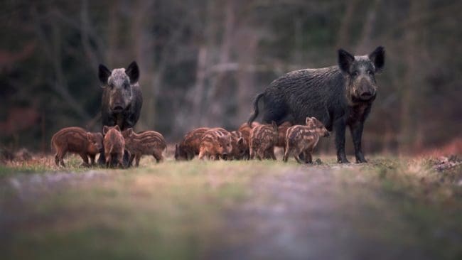 Afrikansk svinpest är ett stort hot och tyska jägare vill få rätt förutsättningar för att bekämpa sjukdomen.
