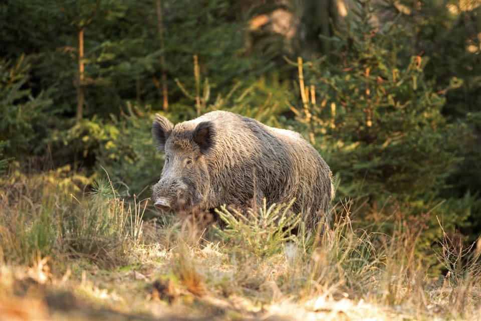 Skogsägaren hoppades få möjlighet att avliva vildsvin med revolver i samband med eftersök, men fick nej.