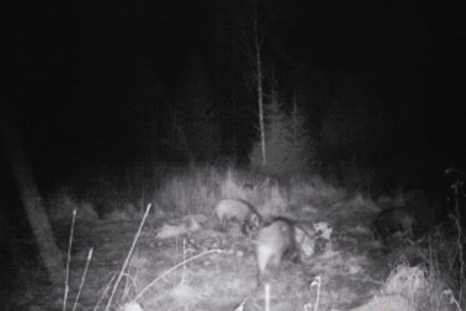 Vildsvin samlade vid en av Weine Gunneviks sockerbetsåtlar.
