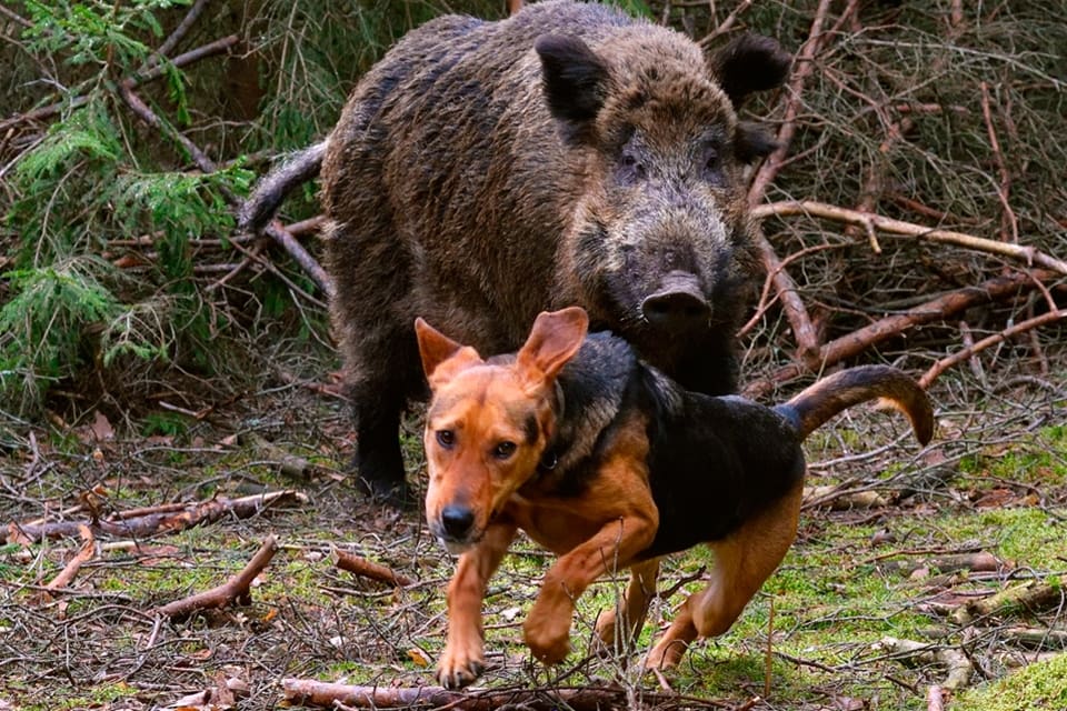 Farorna är många för en jakthund. Händer det värsta kan danska jägare numera ta hjälp av en mobilapp för snabb kontakt med veterinär.