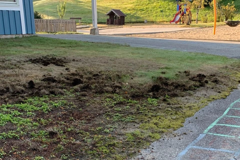 Några av de nordligaste spåren av vildsvin kan ha upptäckts i Härnösand, Västernorrland.