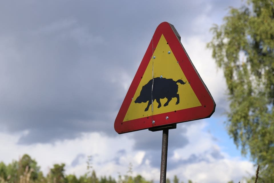 Gott om vildsvin. Och gott på tallriken. Den här veckan serveras vildsvin i Norrtäljes kommunala skolor.