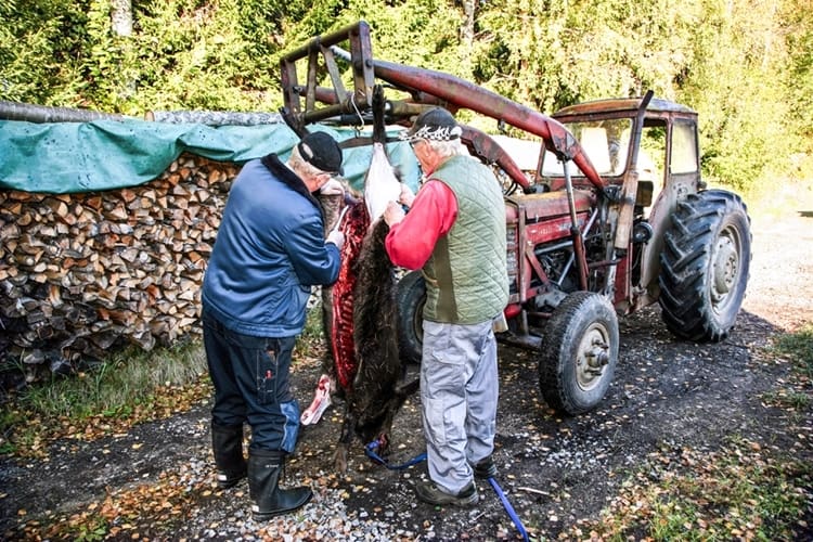 Norska jägare skjuter allt fler vildsvin, det nationella målet styrs av en nollvison.