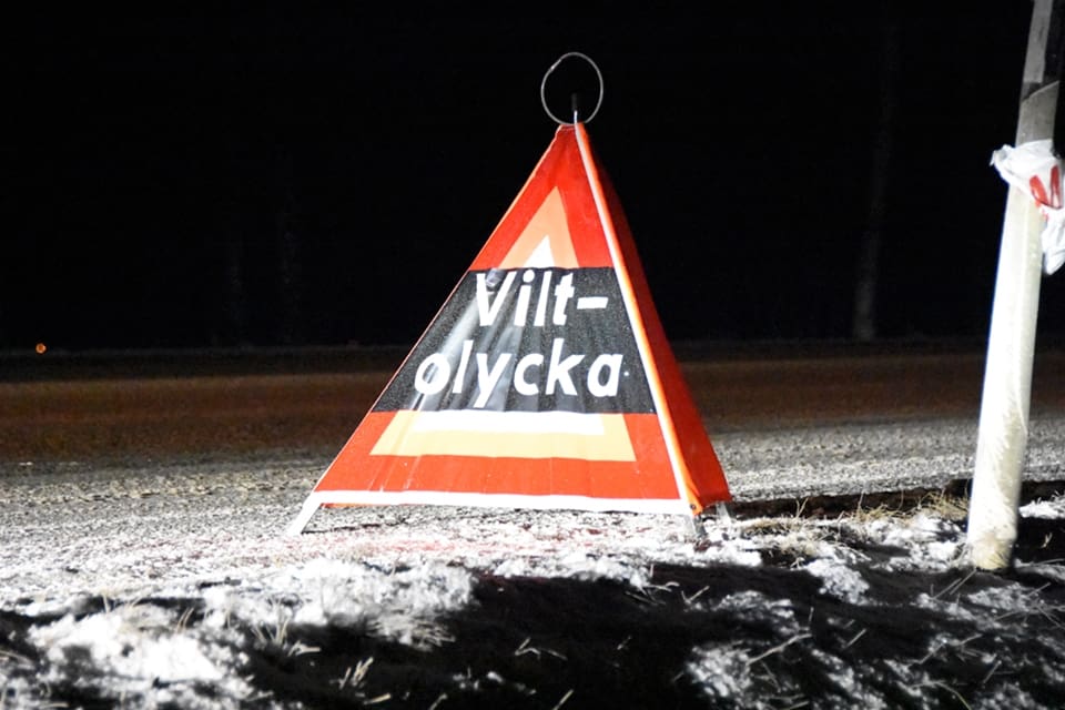 Varje år sker över 60 000 viltolyckor enligt Nationella Viltolycksrådet.