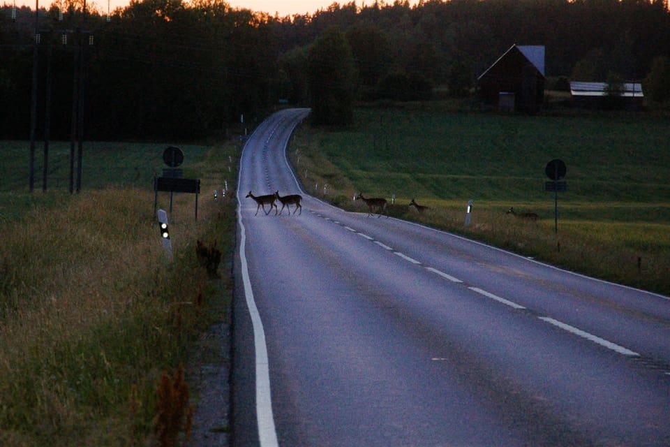 Enligt studier från USA och tester i Danmark kan högfrekvent ljud skrämma bort viltet och ökar trafiksäkerheten.