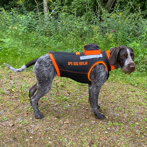 ecstasy Fascinate Underholdning Västar som skyddar din vildsvinshund - Jakt & Jägare