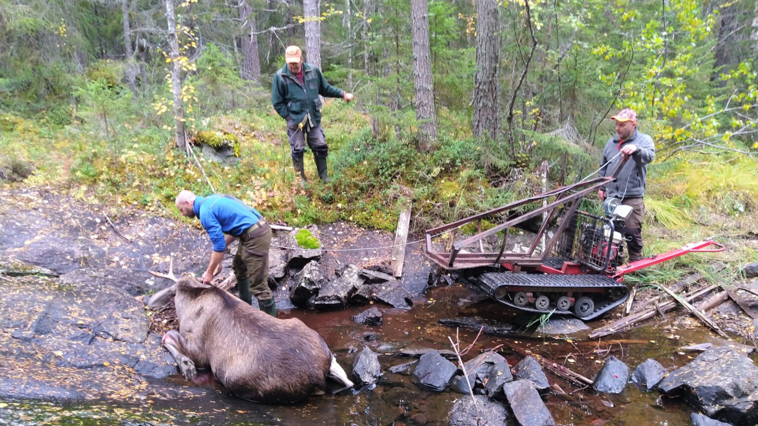 Ännu större skillnader i fällavgifter för älg - Jakt & Jägare