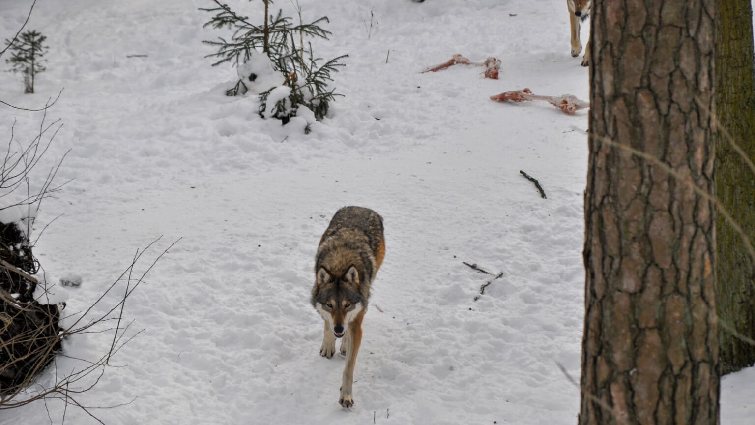 Vargobservationer i Västerbotten Jakt & Jägare