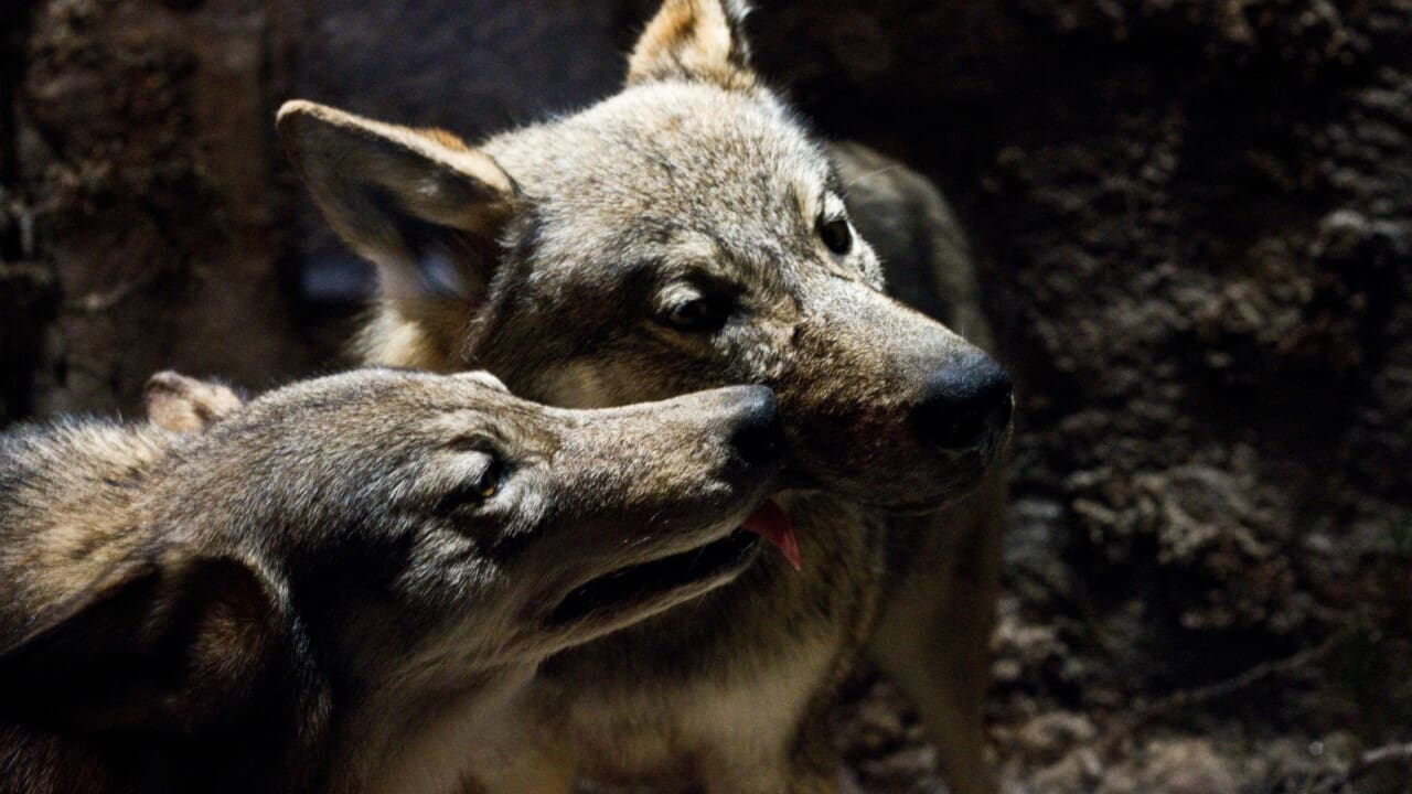 Ekspert: En «genetisk viktig» ulv antas å stå bak angrepet i Kalmar.