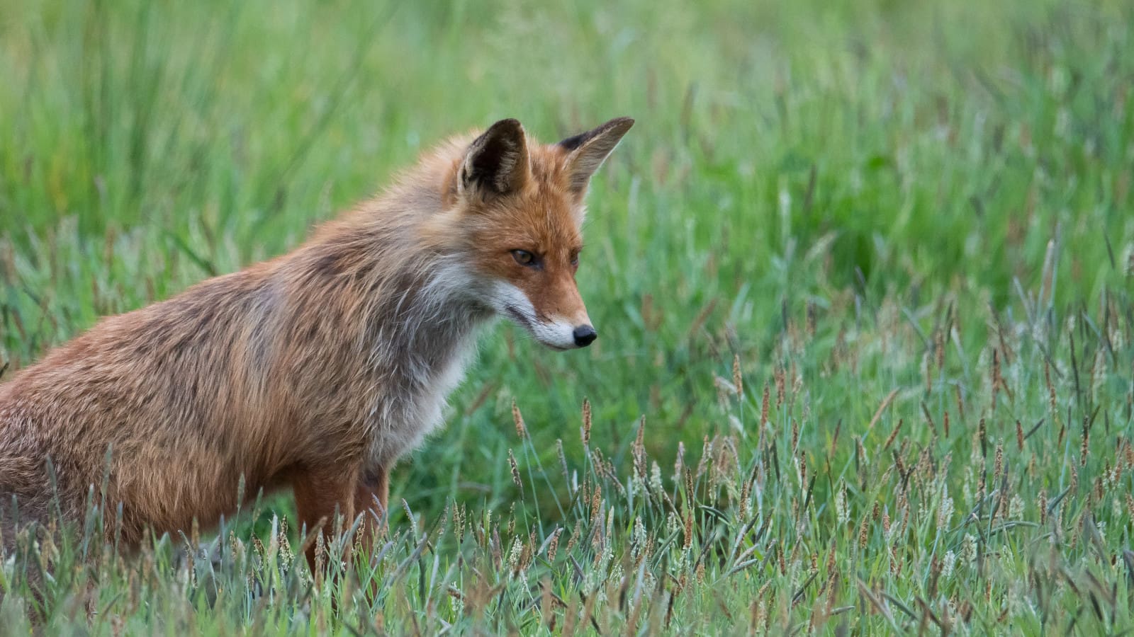 Increased incidence of bird flu among wild birds