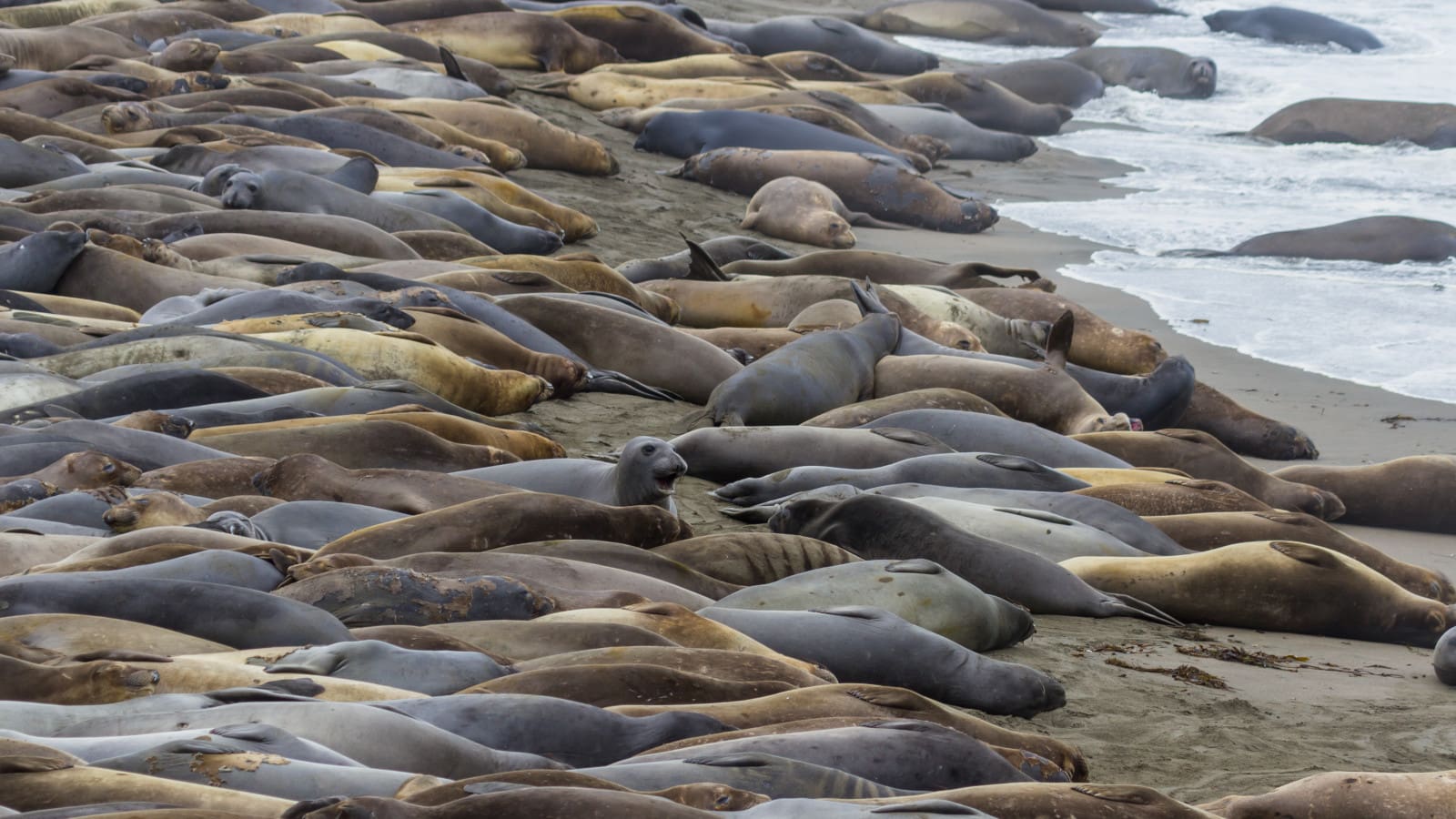 Antartide colpita dall'influenza aviaria: caccia e pescatori