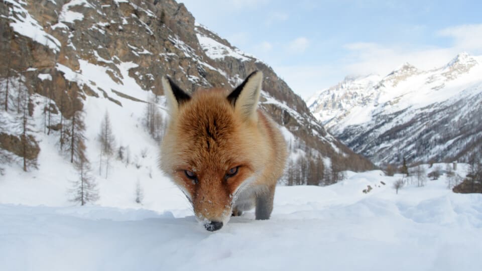 Italiensk man blev biten av räv – inte varg - Jakt & Jägare