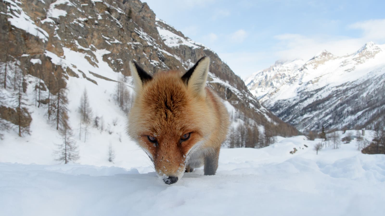 An Italian man was bitten by a fox, not a wolf