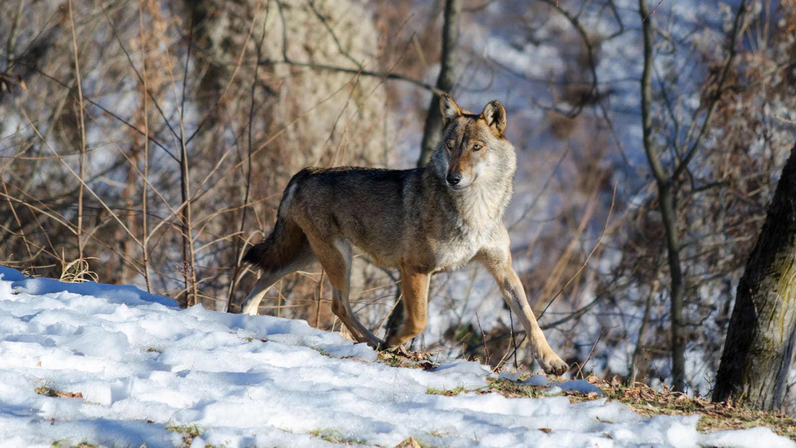 Muore un italiano, forse attaccato da un lupo