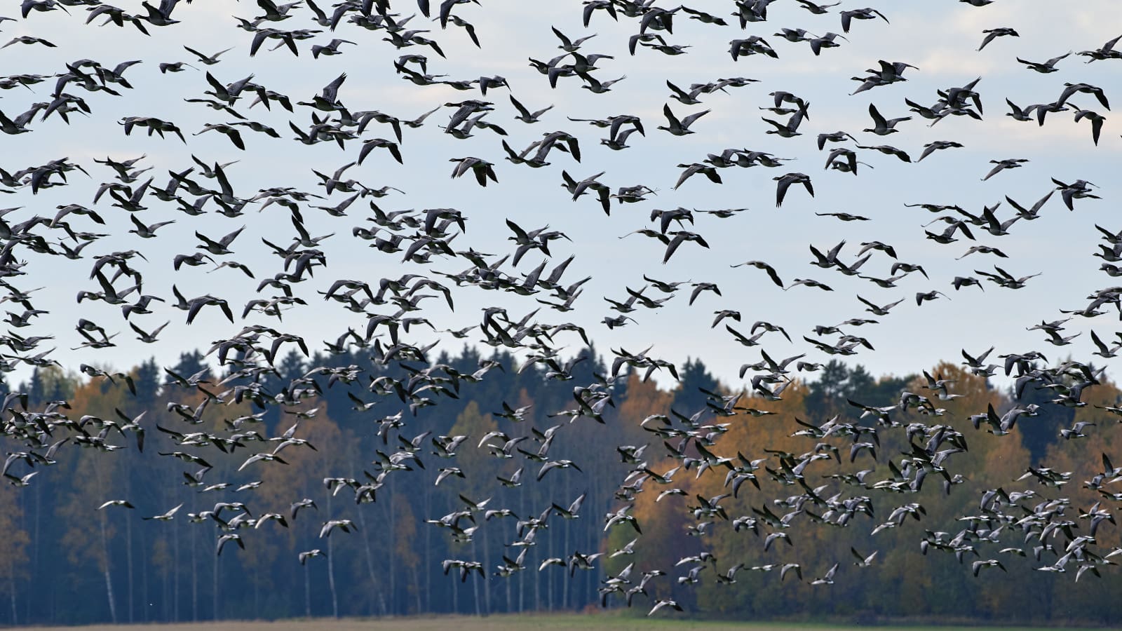 L'influenza aviaria più pericolosa colpisce i mammiferi: cacciatori e pescatori