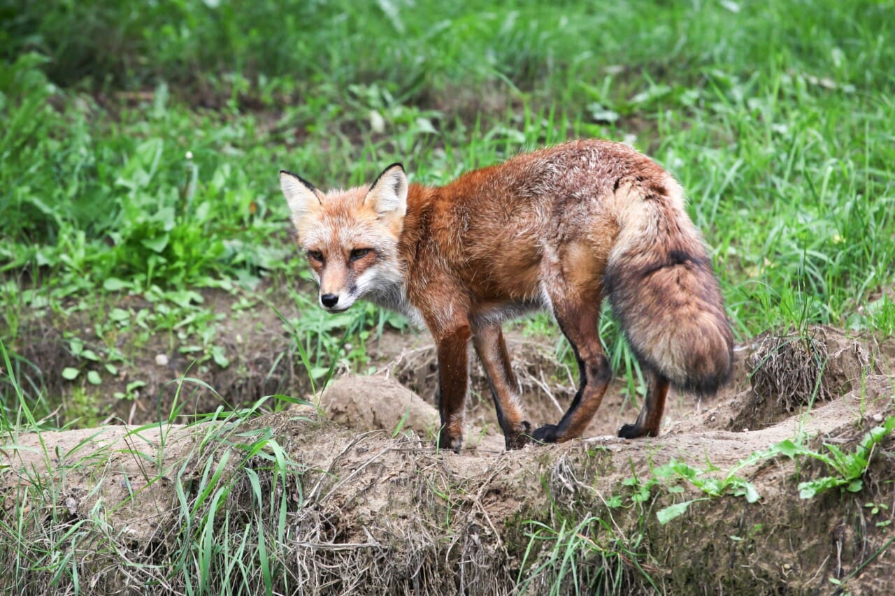 Avian influenza spreads to new mammals such as humans