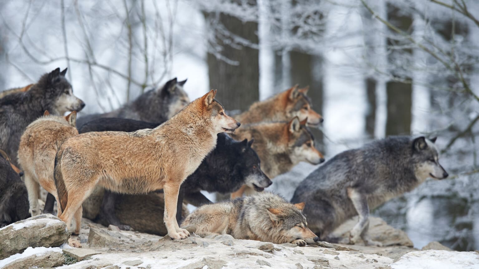 Ny forskning visar: Halverad vargstam livskraftig - Jakt & Jägare