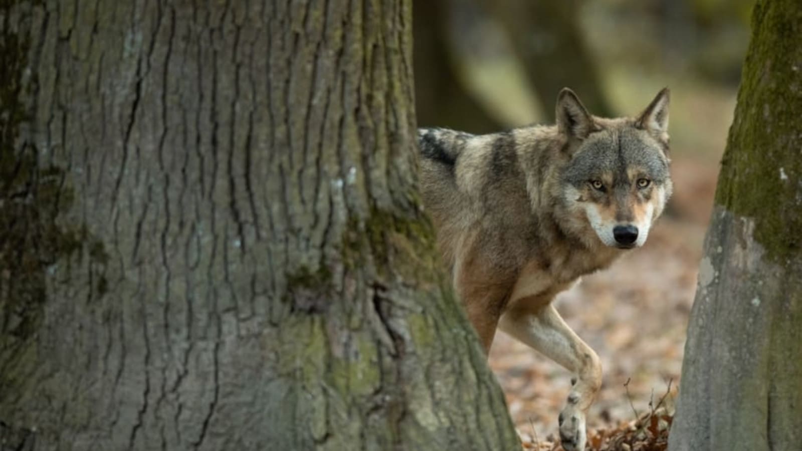 La battaglia per i lupi ibridi italiani – La caccia e i cacciatori