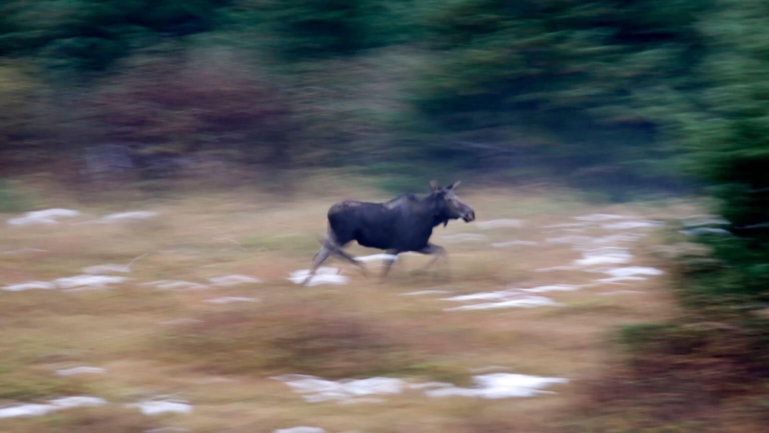 Älgvandringen fortsätter 2025 Jakt & Jägare