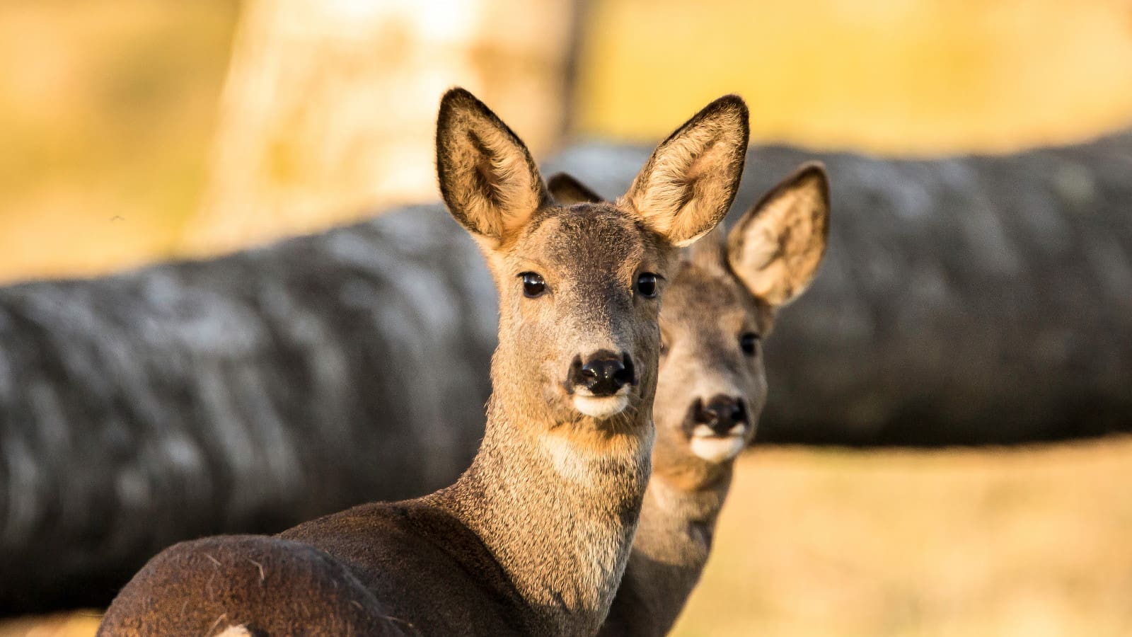 The parasites are suspected to be transmitted from deer to humans