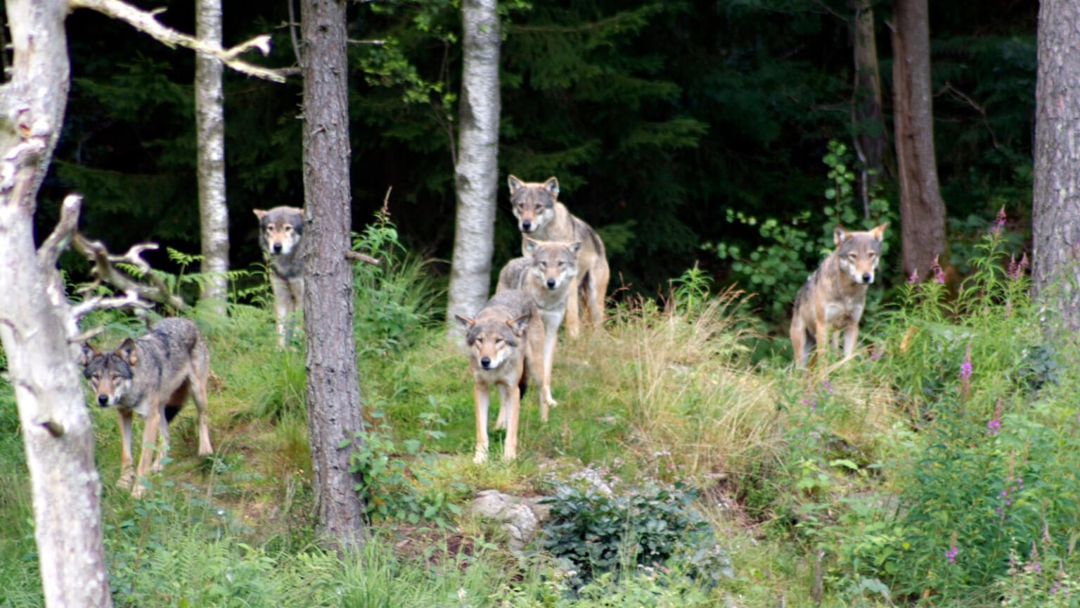 Vargstammen i Sverige har minskat - Jakt & Jägare