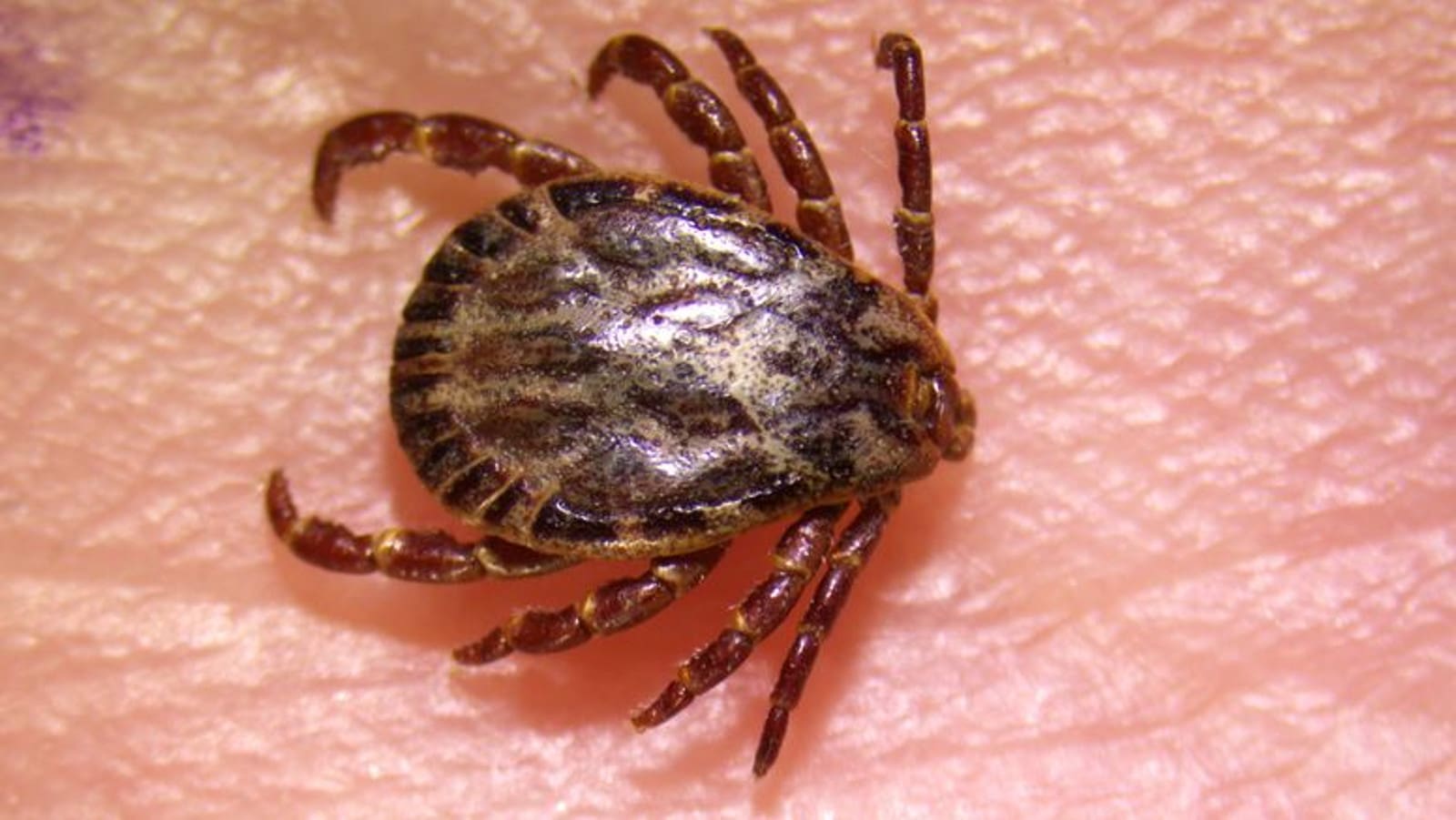 Nuove strane specie di zecche scoperte in Svezia