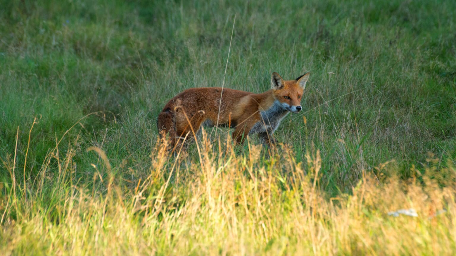 Sköt varg i stället för räv – jägare får strafföreläggande - Jakt & Jägare