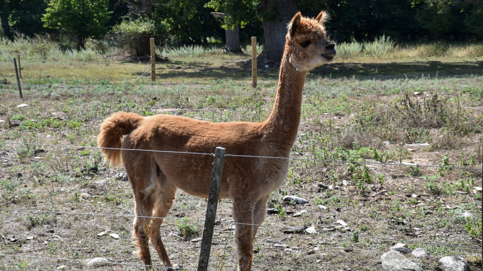 Varg och lo angriper alpacka – Sörmland drabbat av attacker - Jakt & Jägare