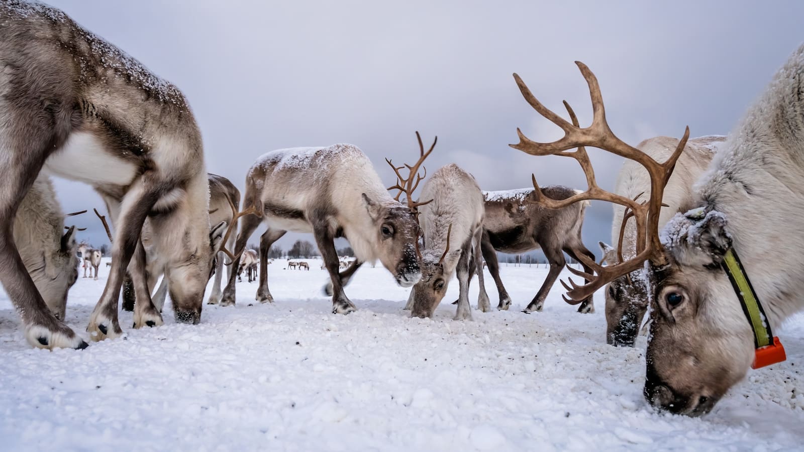 Renar som betar på snötäckt mark.