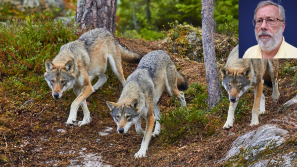 Färre vargar i Sverige: 