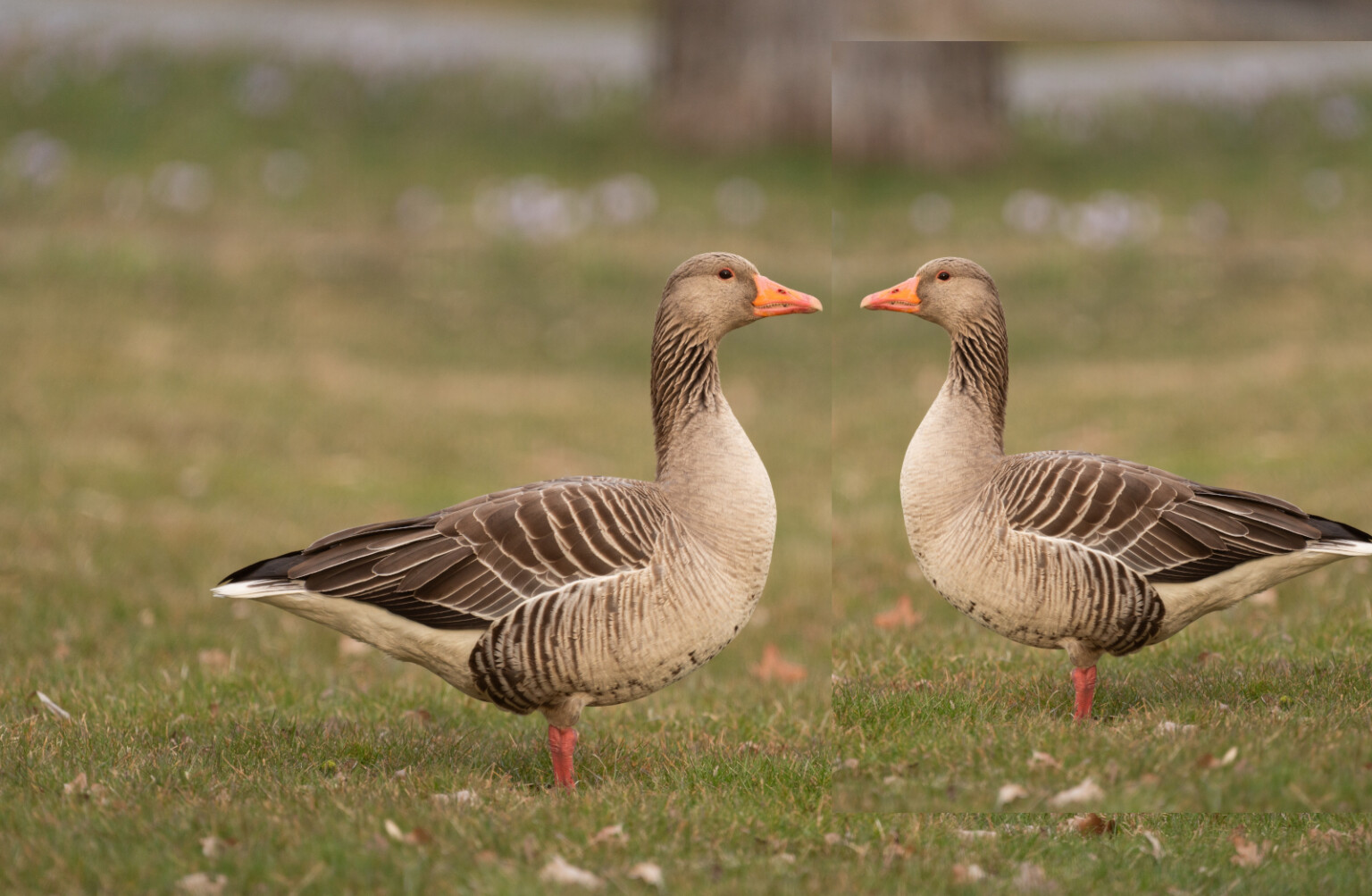 Enklare teoriprov när fåglar omklassificeras - Jakt & Jägare
